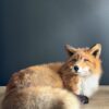 Opgezette Scandinavische vos