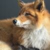 Opgezette Scandinavische vos