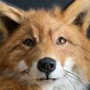 Opgezette Scandinavische vos