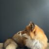 Opgezette Scandinavische vos