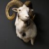 Opgezette witte moeflon