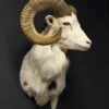 Opgezette witte moeflon Opgezette witte moeflon