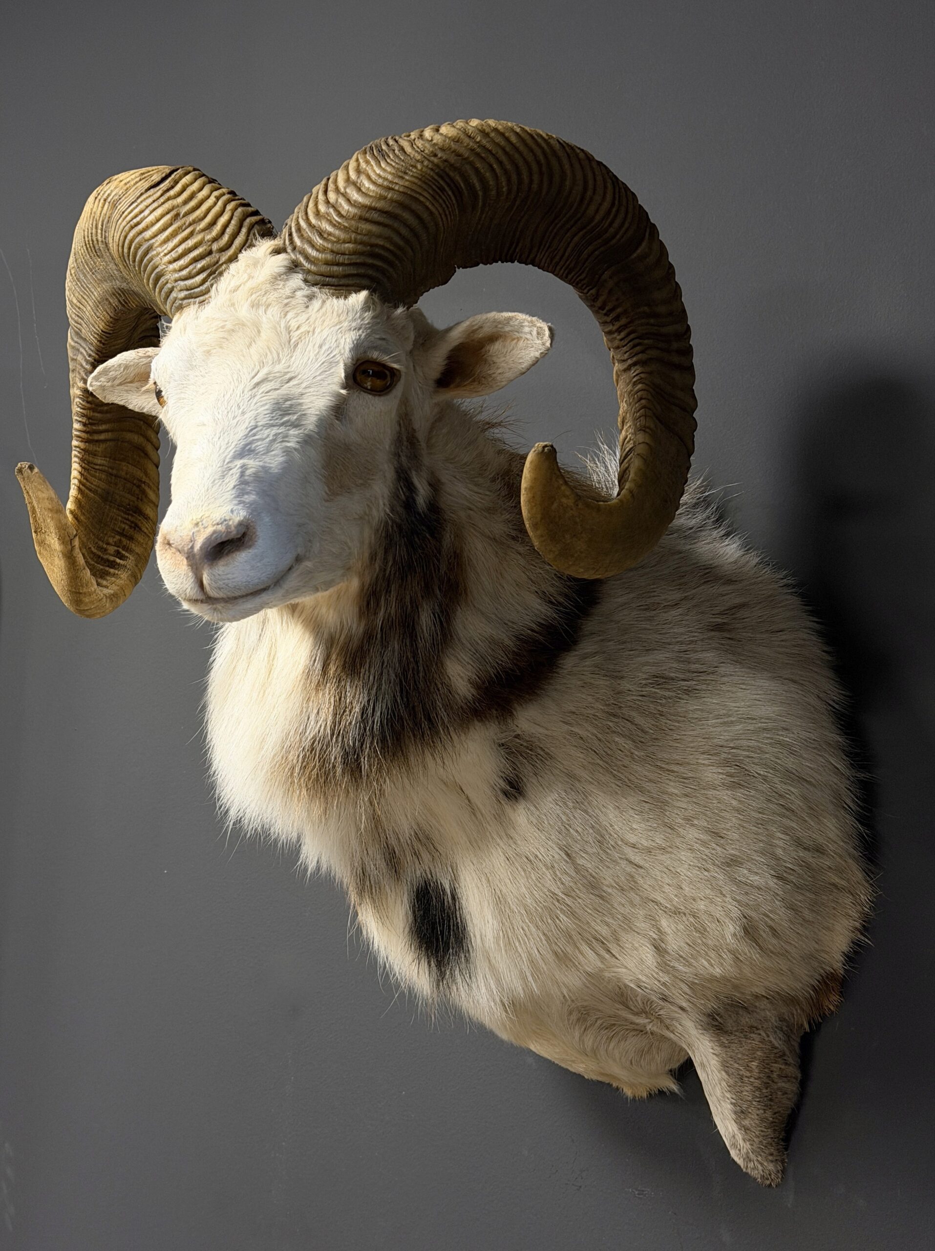 Opgezette witte moeflon Opgezette witte moeflon