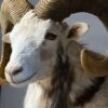 Opgezette witte moeflon Opgezette witte moeflon
