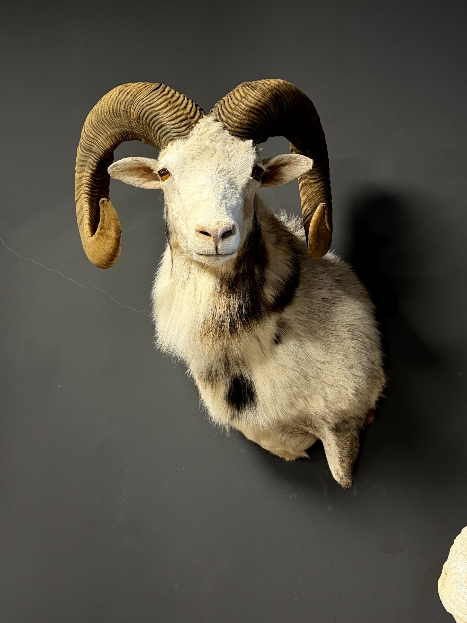 Opgezette witte moeflon Opgezette witte moeflon