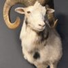 Opgezette witte moeflon Opgezette witte moeflon