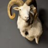 Opgezette witte moeflon Opgezette witte moeflon