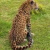 Opgezet Chinees luipaard (Panthera pardus)