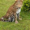 Opgezet Chinees luipaard (Panthera pardus)