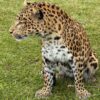 Opgezet Chinees luipaard (Panthera pardus)