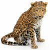 Opgezet Chinees luipaard (Panthera pardus)