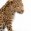 Opgezet Chinees luipaard (Panthera pardus)
