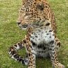 Opgezet Chinees luipaard (Panthera pardus)