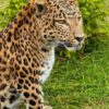 Opgezet Chinees luipaard (Panthera pardus)