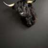 Opgezette Schotse hooglander Opgezette Schotse hooglander