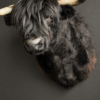 Opgezette Schotse hooglander Opgezette Schotse hooglander