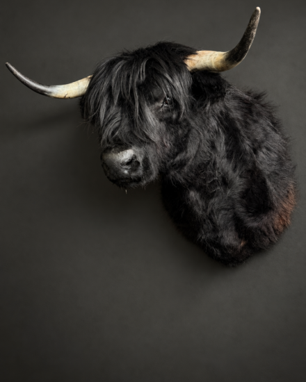 schotse hooglander3 schotse hooglander3