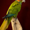 Opgezette Blauwkeelparkiet (Pyrrhura Creuntata). Opgezette Blauwkeelparkiet (Pyrrhura Creuntata).
