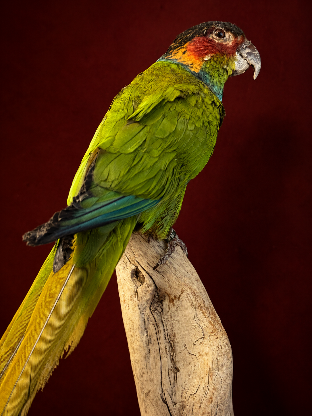 Opgezette Blauwkeelparkiet (Pyrrhura Creuntata). Opgezette Blauwkeelparkiet (Pyrrhura Creuntata).