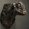 Galloway stier