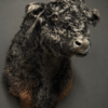 Galloway stier