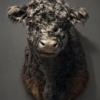 Galloway stier