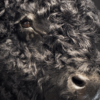 Galloway stier
