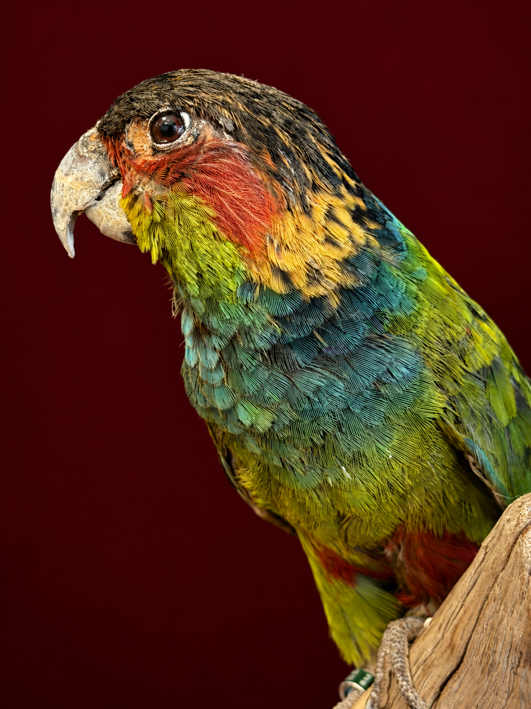 Opgezette Blauwkeelparkiet (Pyrrhura Creuntata). Opgezette Blauwkeelparkiet (Pyrrhura Creuntata).
