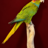 Opgezette Blauwkeelparkiet (Pyrrhura Creuntata). Opgezette Blauwkeelparkiet (Pyrrhura Creuntata).