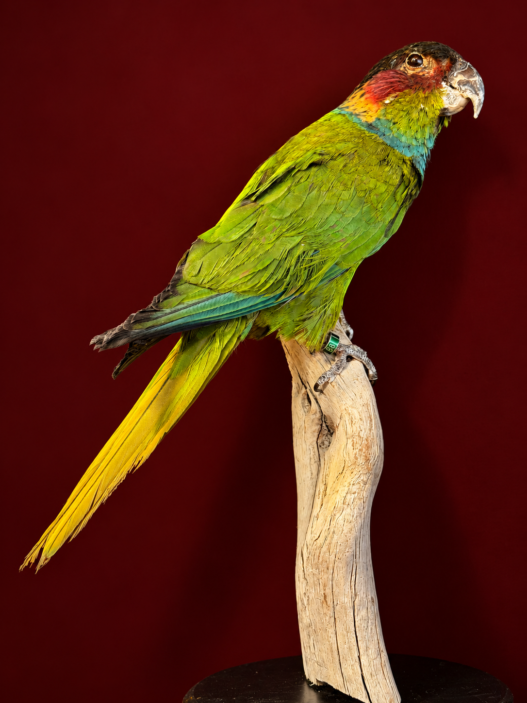 Opgezette Blauwkeelparkiet (Pyrrhura Creuntata). Opgezette Blauwkeelparkiet (Pyrrhura Creuntata).
