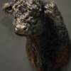 Galloway stier