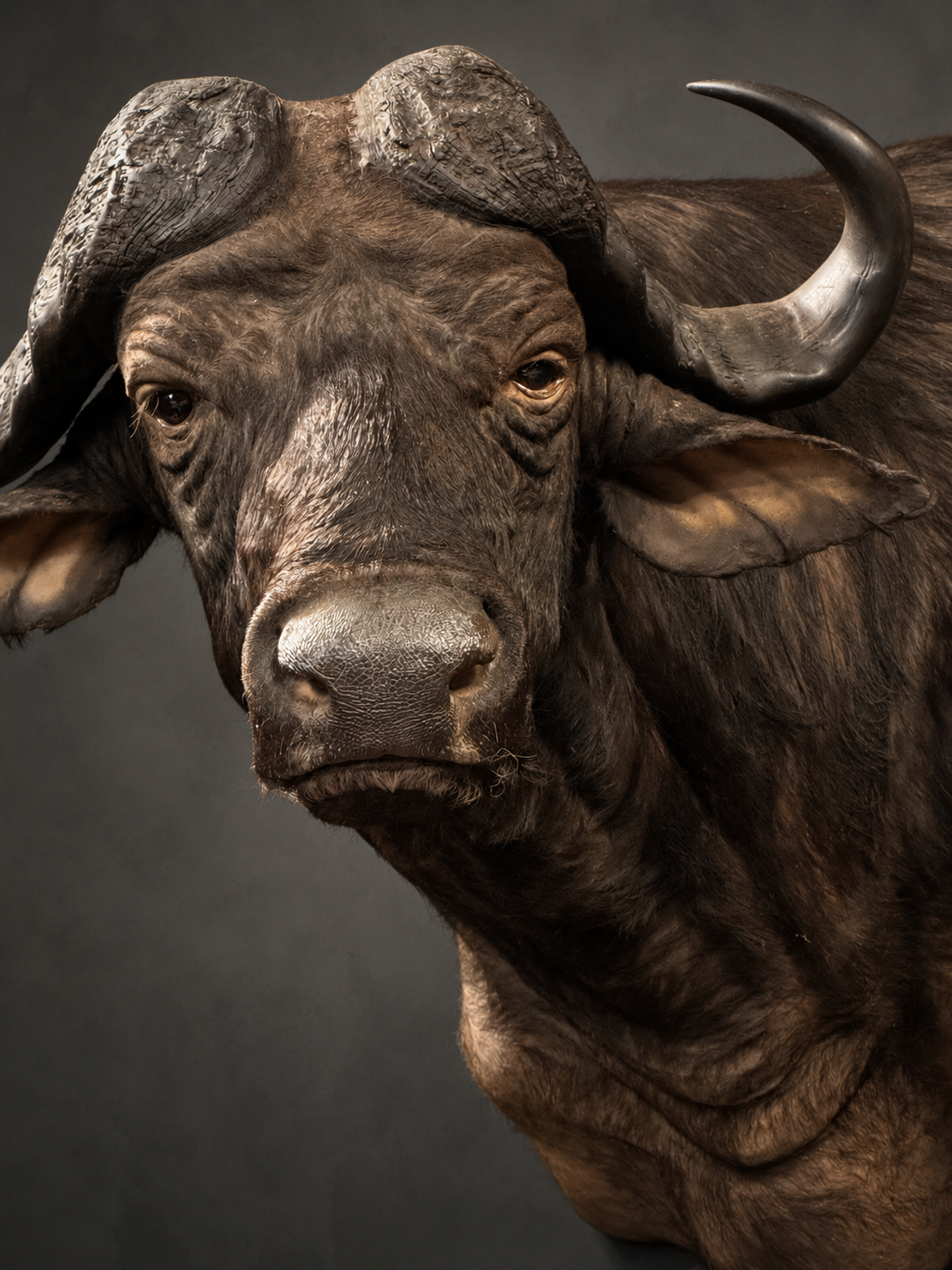 Kop van een Kaapse buffel Kop van een Kaapse buffel