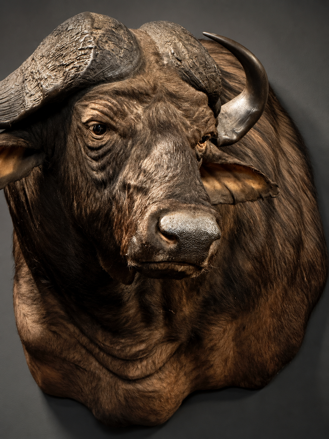 Kop van een Kaapse buffel Kop van een Kaapse buffel