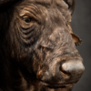 Kop van een Kaapse buffel Kop van een Kaapse buffel