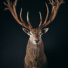 Wildportret voor uw interieur. Wildportret voor uw interieur.