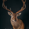 Wildportret voor uw interieur. Wildportret voor uw interieur.