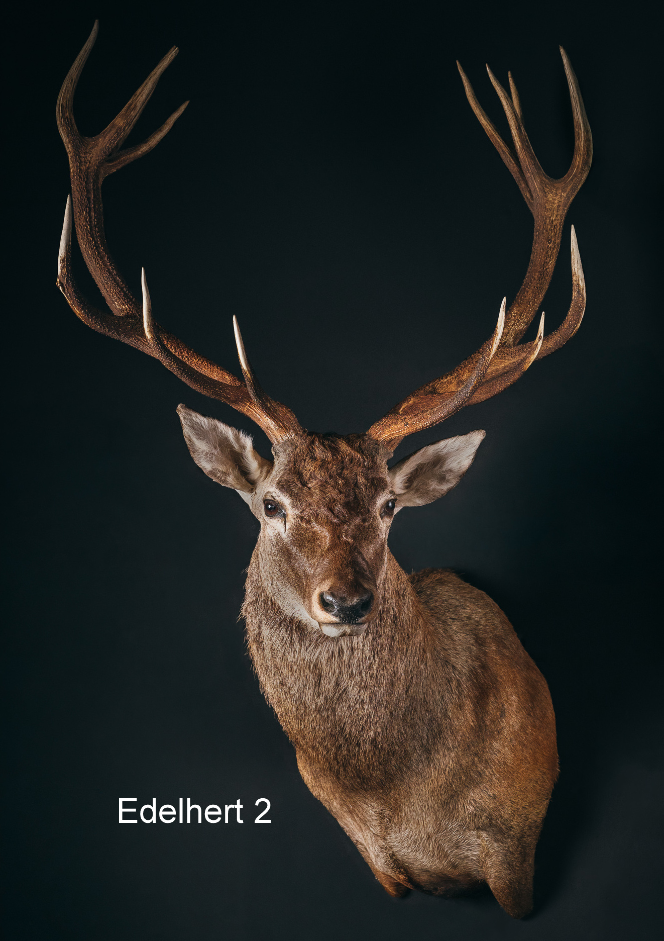 Wildportret voor uw interieur. Wildportret voor uw interieur.