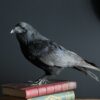 Opgezette kraai op antiek boek Opgezette kraai op antiek boek