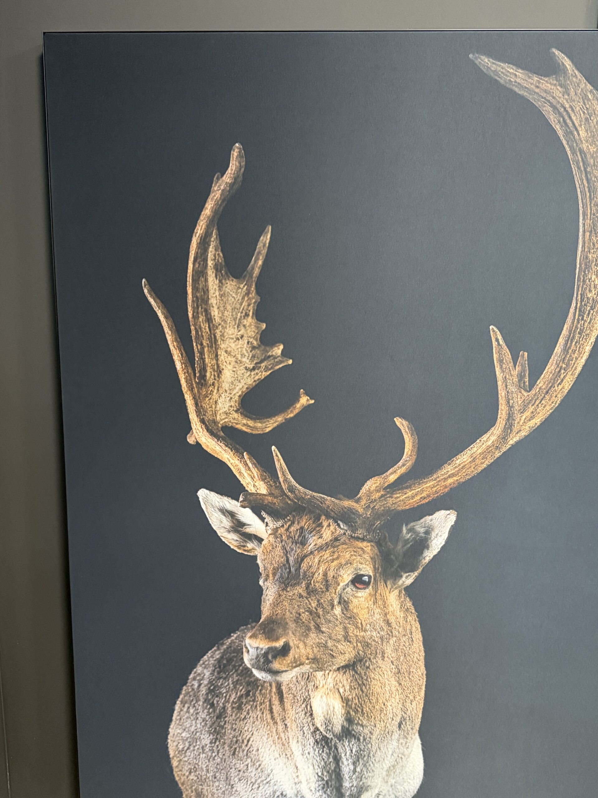 Wildportret voor uw interieur. Wildportret voor uw interieur.