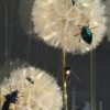 Stolp met bloemen en kevers Stolp met bloemen en kevers