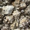 Oester ornamenten