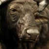 Kop van een Kaapse buffel Kop van een Kaapse buffel