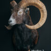 Wildportret voor uw interieur. Wildportret voor uw interieur.