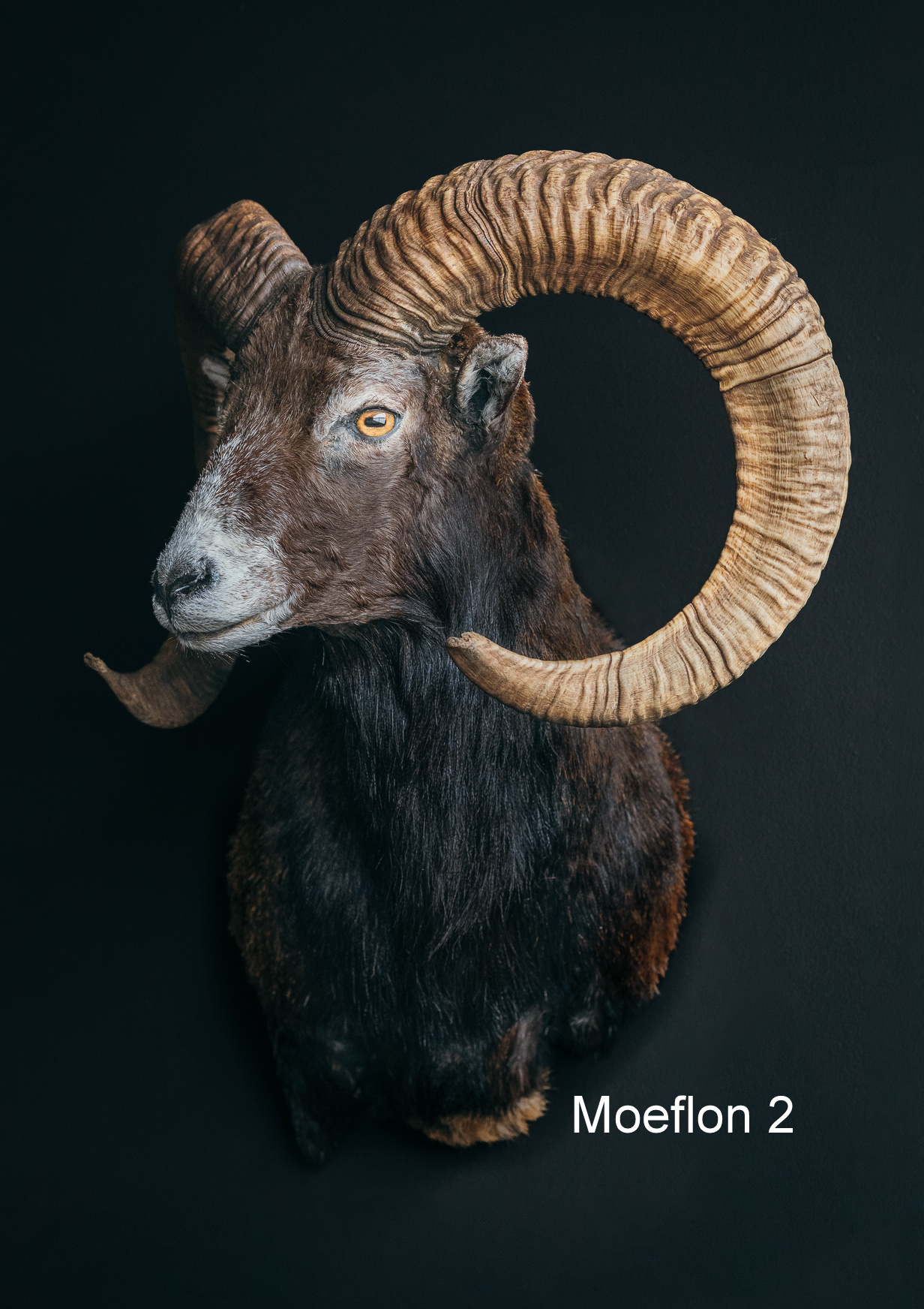 Wildportret voor uw interieur. Wildportret voor uw interieur.