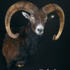 Wildportret voor uw interieur. Wildportret voor uw interieur.
