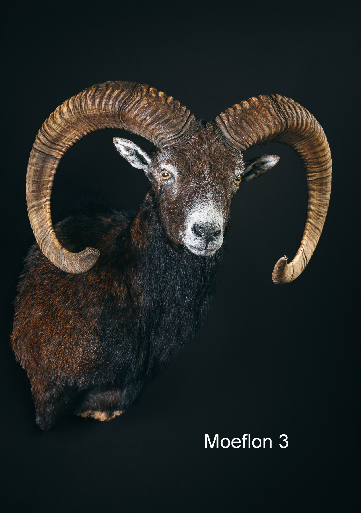 Wildportret voor uw interieur. Wildportret voor uw interieur.