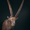Wildportret voor uw interieur. Wildportret voor uw interieur.