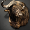 Kop van een Kaapse buffel Kop van een Kaapse buffel