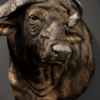 Kop van een Kaapse buffel Kop van een Kaapse buffel