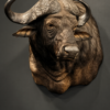 Kop van een Kaapse buffel Kop van een Kaapse buffel
